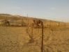 Allevamento cammelli a Mezaira