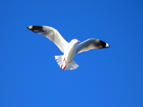 Seagull_in_flight_web