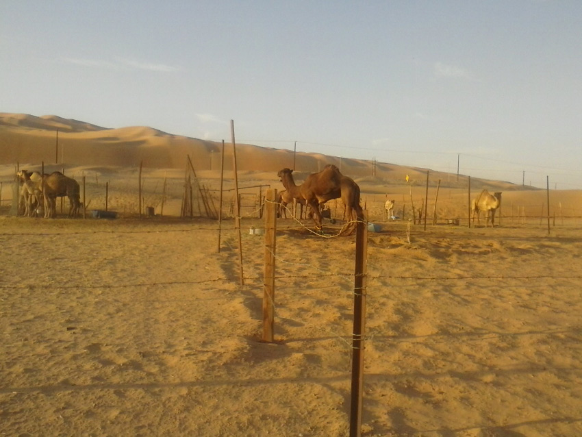Allevamento cammelli a Mezaira