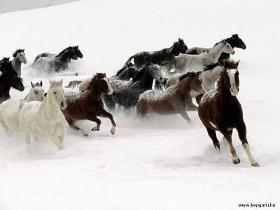 sem-autor-horses-in-the-snow